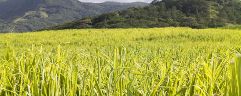 banner mauritius